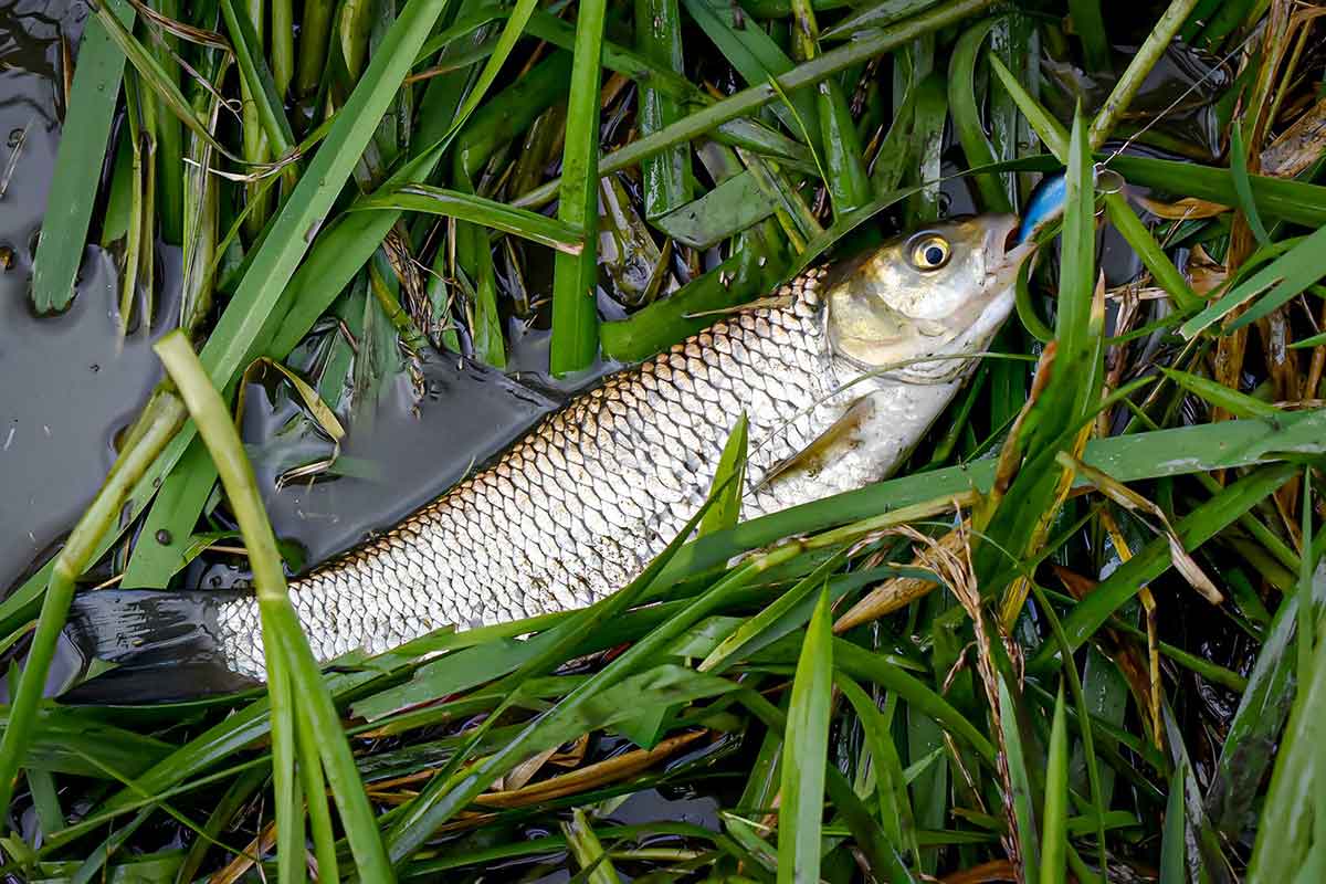 Bendrai apie fluorokarboną ir išskirtinai apie Seaguar Bendrai apie fluorokarboną ir išskirtinai apie Seaguar