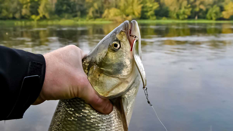Kiek svarbus žvejui karabinas? Pirma dalis Kiek svarbus žvejui karabinas? Pirma dalis