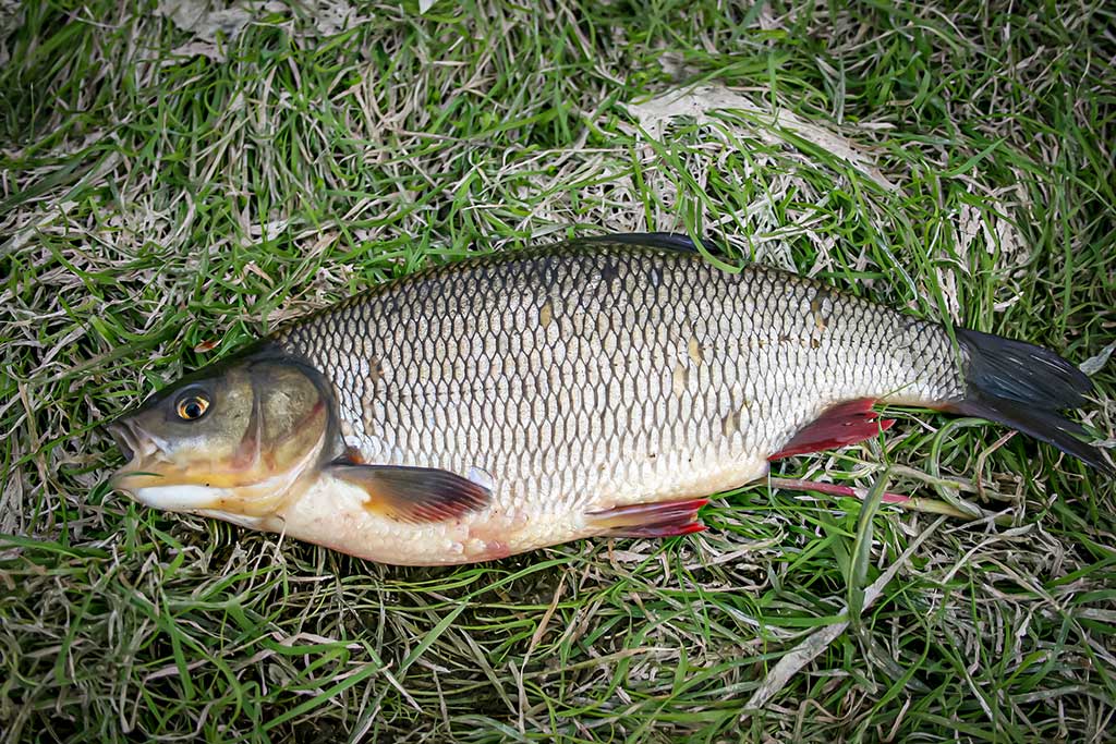 Dambologija. Antra dalis Dambologija. Antra dalis