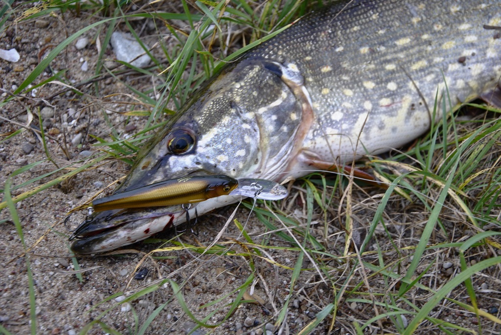 Ar tik lydekų kaprizai?