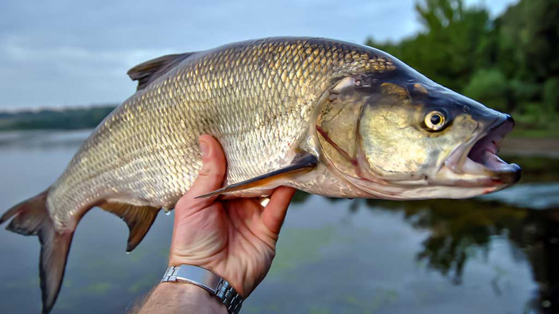 Kaip pagauti „nekimbantį“ salatį. Mažos blizgės ir tvičinginiai vobleriai