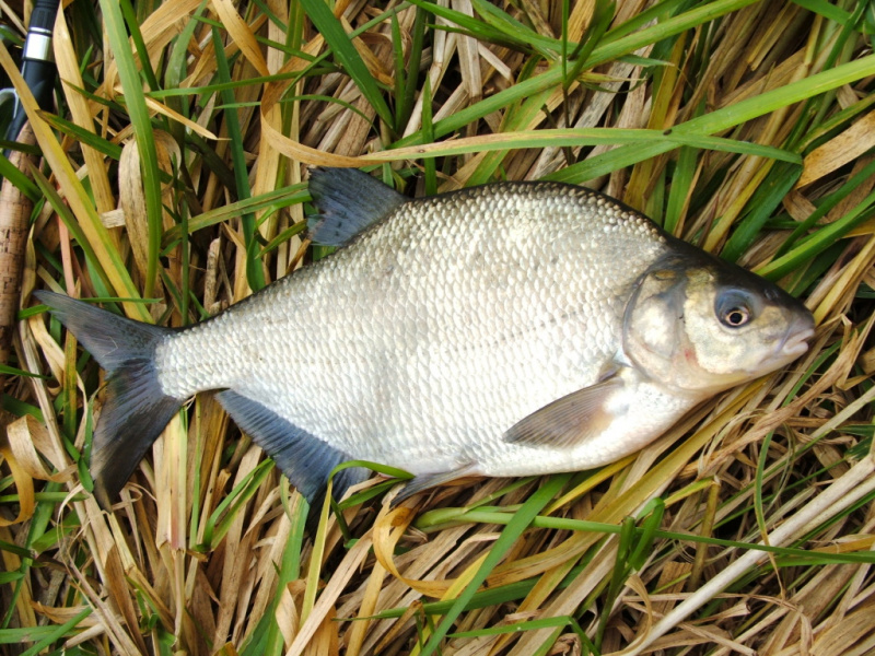 Žūklė dugnine upėje. Valas