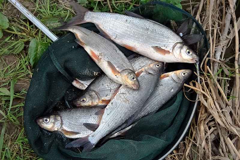 Žiobrinės anomalijos ir mažo rutuliuko paslaptis
