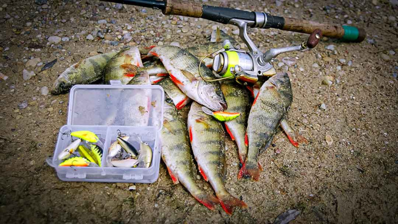 Kuo skiriasi plonas ir storas valas