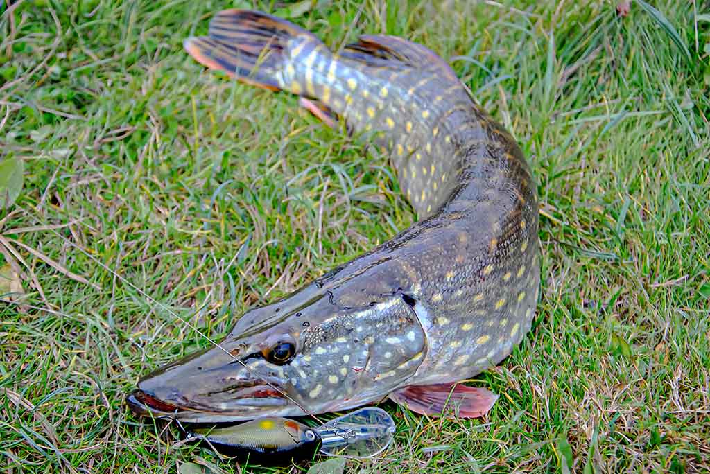 Dambologija. Pirma dalis Dambologija. Pirma dalis