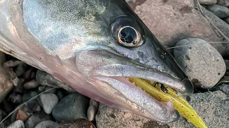 Tai, ko galbūt nežinojote apie sterką