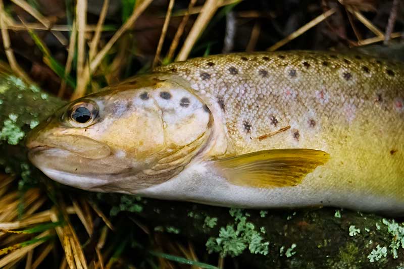 Mažos vartiklės ir margieji upėtakiai