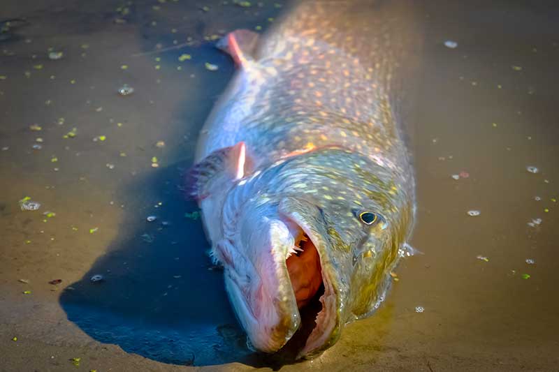 Džigavimas heavy stiliumi. Spiningavimo technika Džigavimas heavy stiliumi. Spiningavimo technika