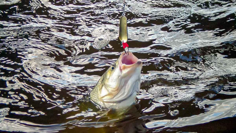 Kiek svarbus žvejui karabinas? Antra dalis