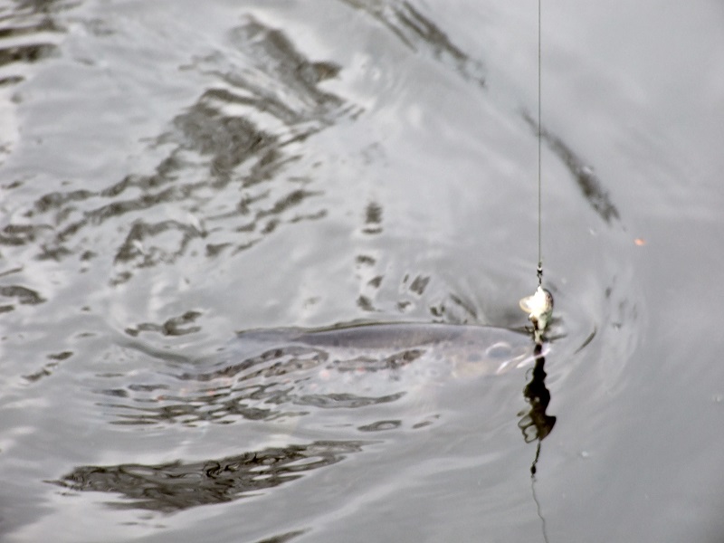 Fluorokarbonas ir upėtakių viliojimas Fluorokarbonas ir upėtakių viliojimas