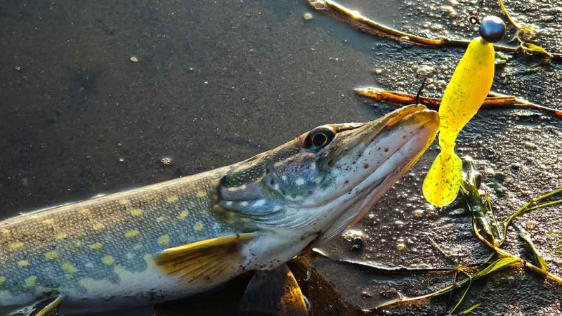 Ieškok žuvų masalų „kapinyne“