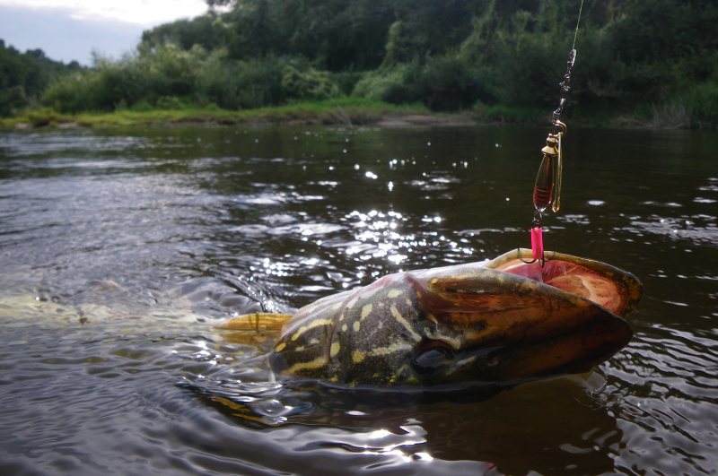 Masalų kibumo anomalijos. Sukriukės