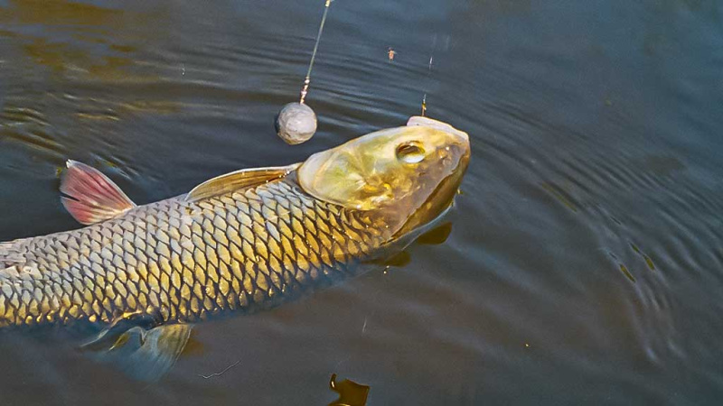 Šapalus – lyg karpius Šapalus – lyg karpius