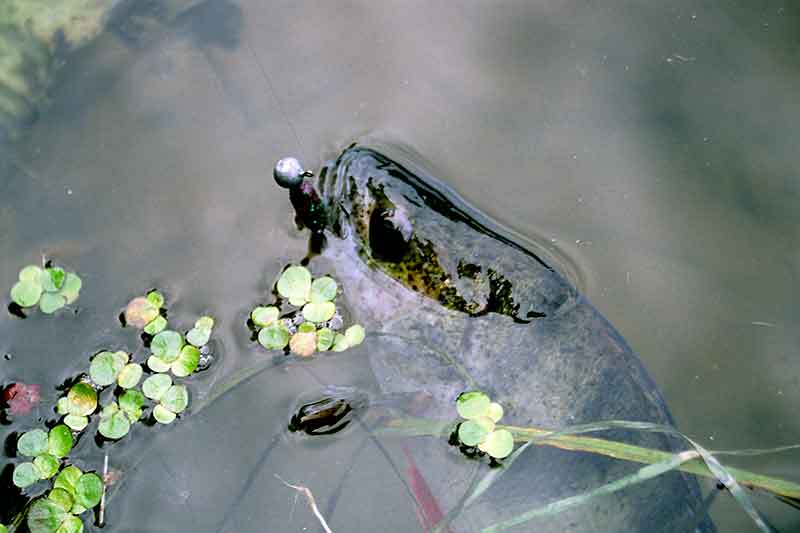 Ešerius guminukais, bet nedžigaujant Ešerius guminukais, bet nedžigaujant