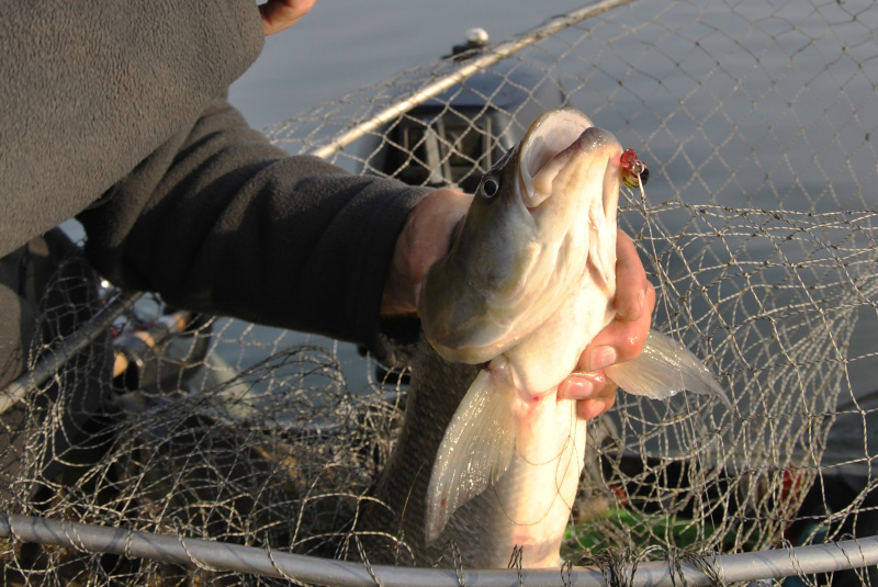 Prieš srovę, pasroviui... Galimybė netipiniams vobleriams
