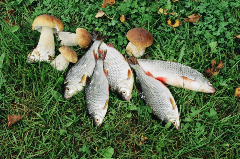 Pavadėlis plūdinei meškerei