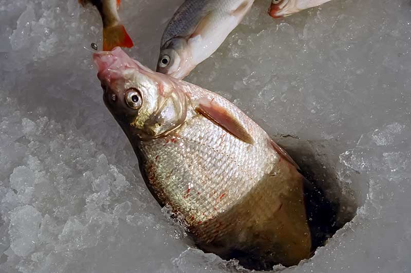 Žieminė žiobrių žūklė