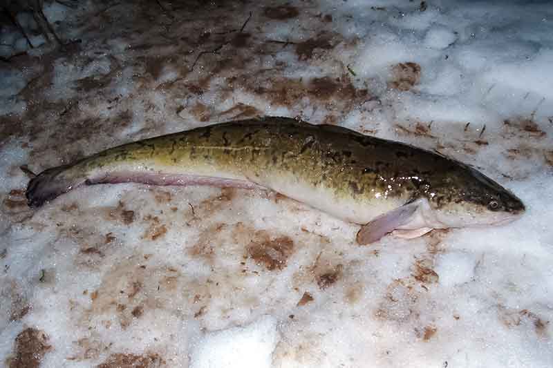 Vėgėles spiningu? Įranga ir masalo traukimo technika