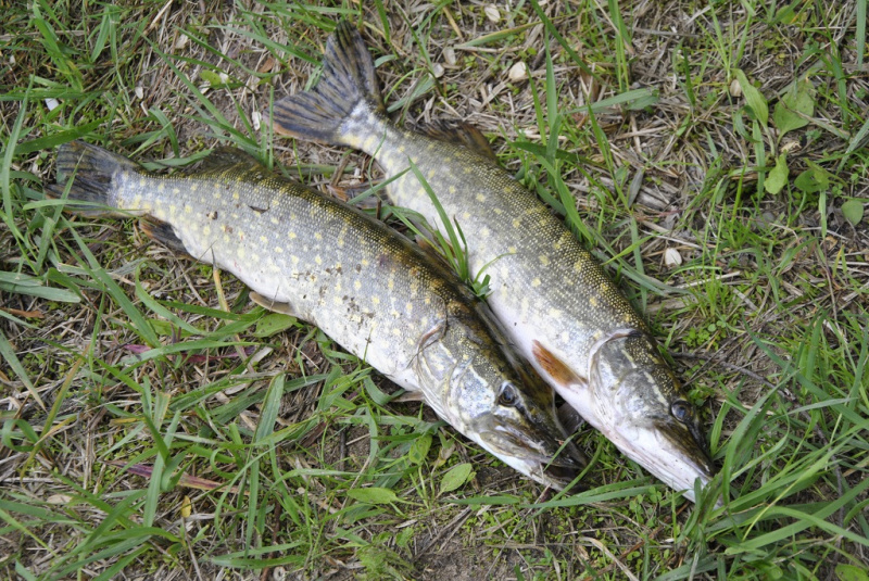 Per karščius su spiningu Nevėžyje