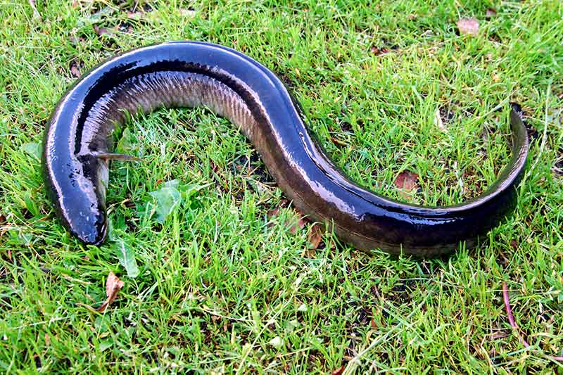 Išsamiai apie ungurių žūklę plūdine meškere