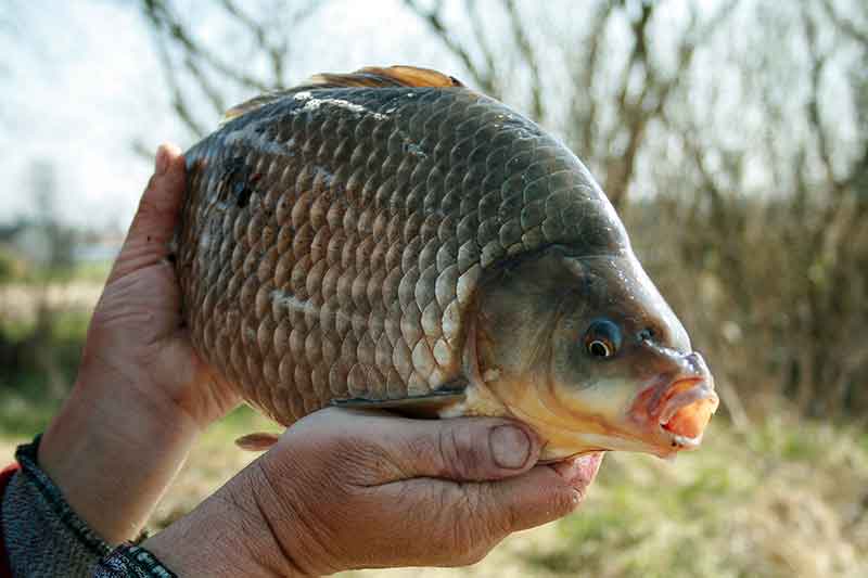 Stambiųjų karosų metas