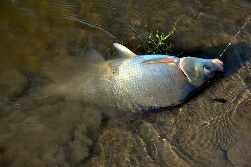 Nemuno karšių vilionės. Su pusdugnine – aktyviai
