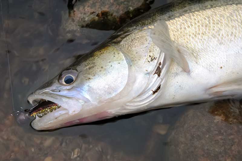 Tik per dantis... Problemos dėl kabliukų Tik per dantis... Problemos dėl kabliukų