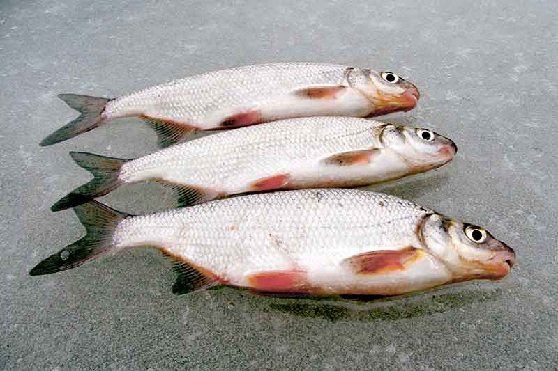 Ant mažų upių ledo