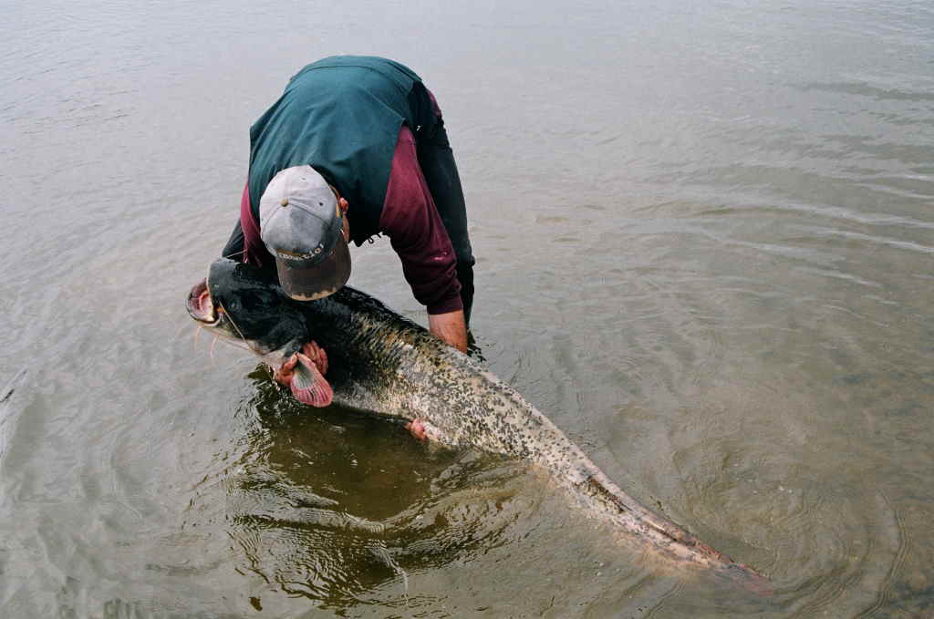 Šamų gaudymas dugnine. Žūklės taktika