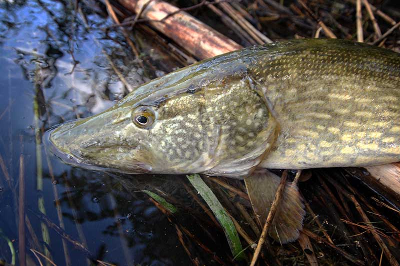 Silikoninė varlė – puikus masalas lydekai