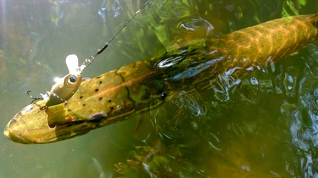 Pakibęs vandens storymėje. Antra dalis Pakibęs vandens storymėje. Antra dalis