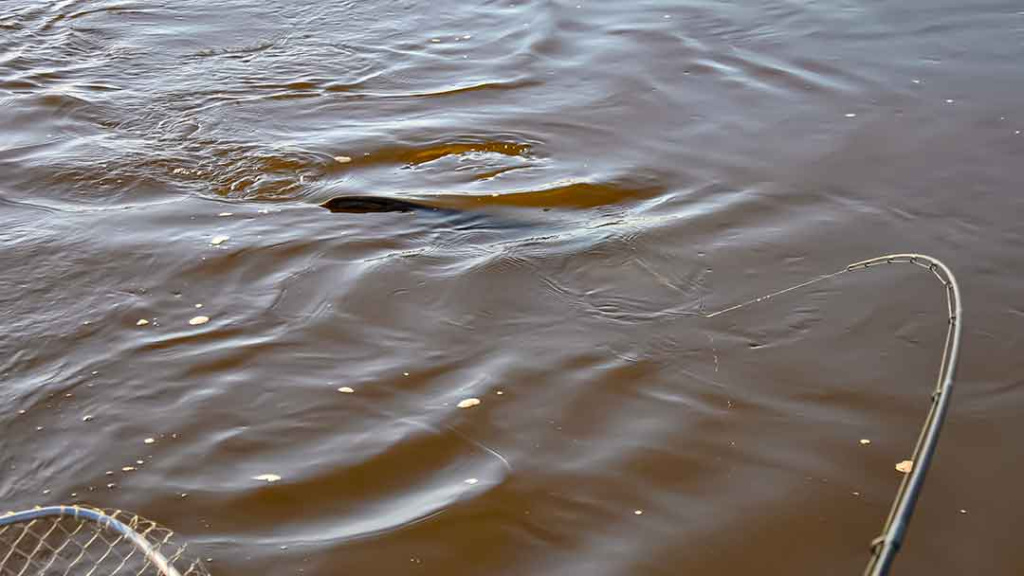 Pasiūlykim šamui silikoninę varlę