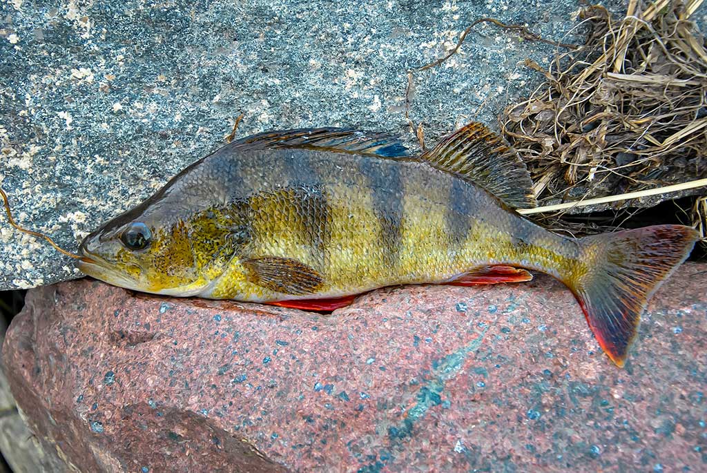 Iki užšąlant Kauno marioms