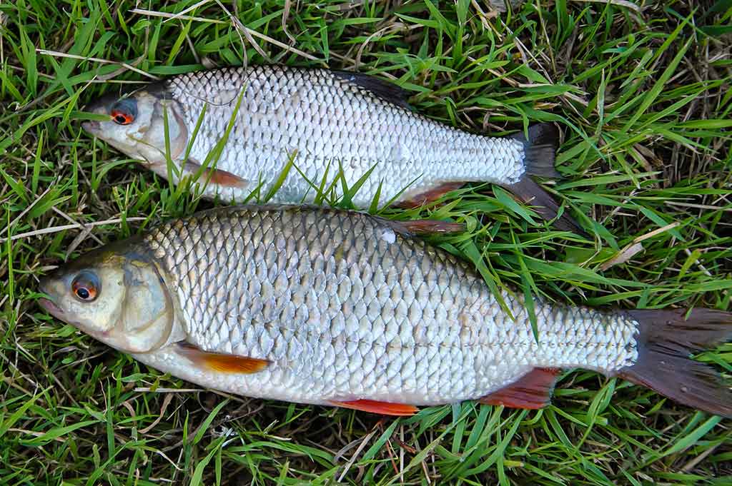 Masalai, kurių niekas (beveik niekas) nenaudoja Masalai, kurių niekas (beveik niekas) nenaudoja