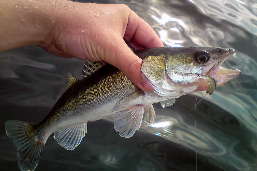 Kuomet sterkai pakyla. Trečia dalis