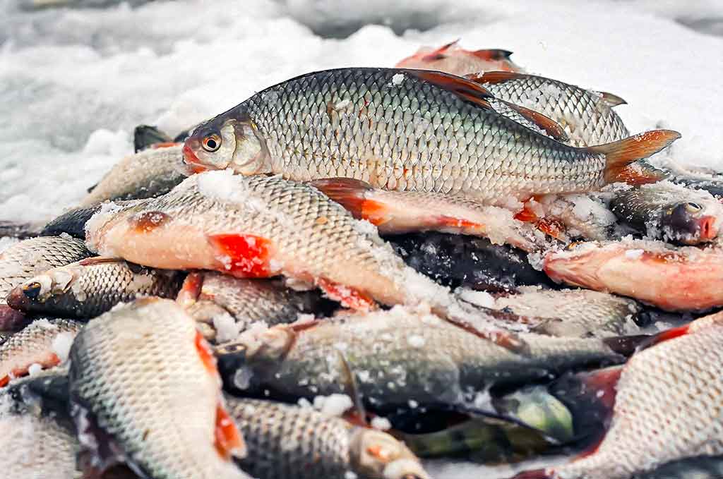 Kaip pagauti kuoją? Kaip pagauti kuoją?