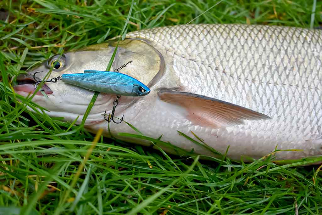 Salačių šventė Salačių šventė