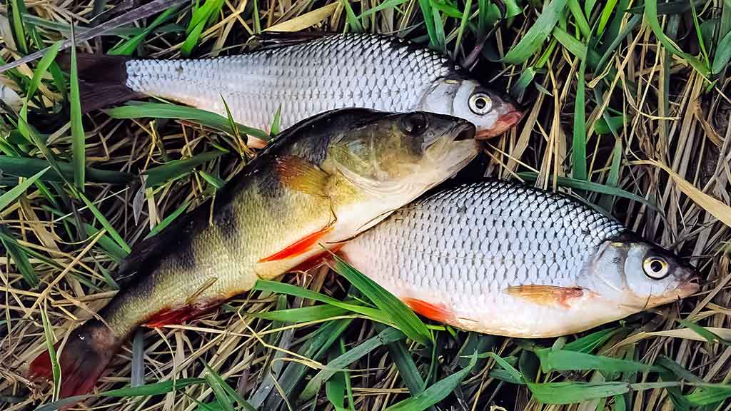 Ką reikia žinoti apie match meškerę Ką reikia žinoti apie match meškerę