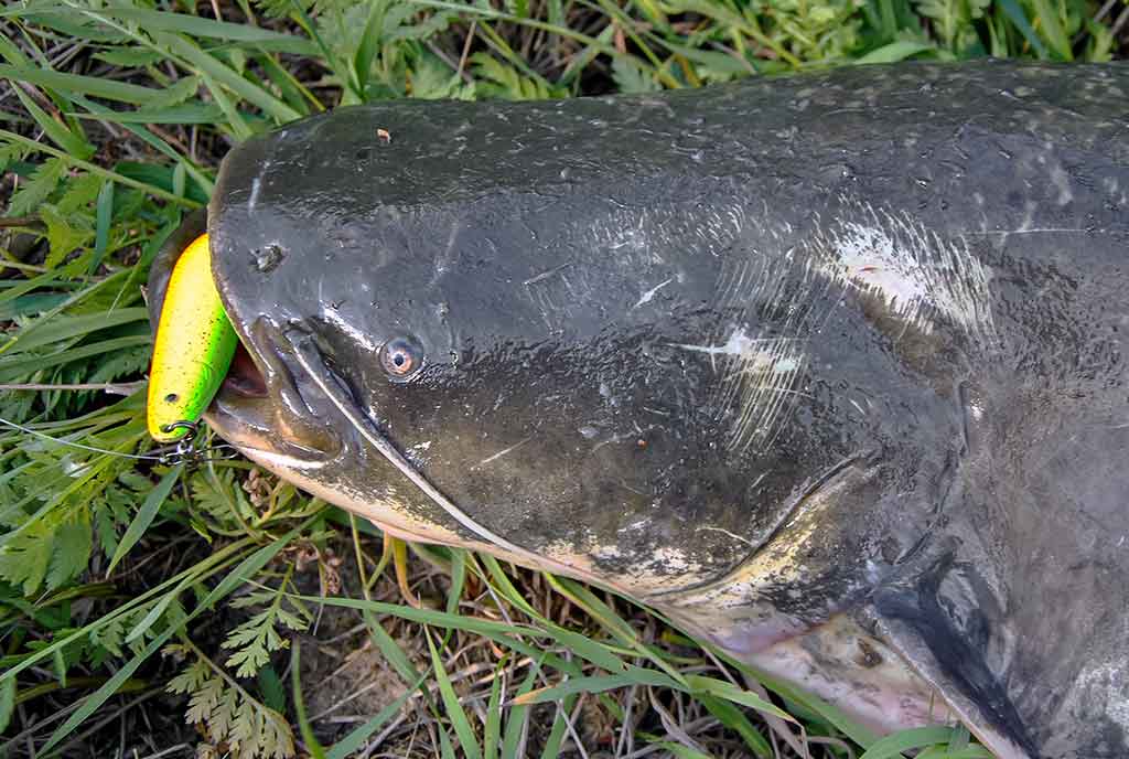 Tas sunkiai pagaunamas šamas. Pirma dalis Tas sunkiai pagaunamas šamas. Pirma dalis