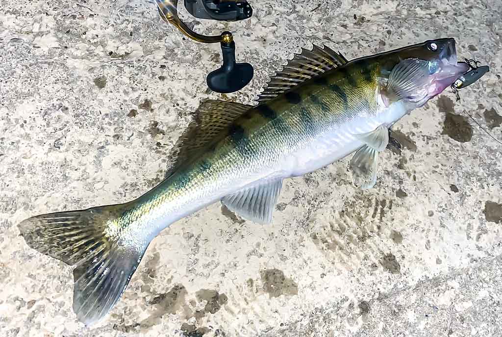 Su vobleriais rudenio naktį Su vobleriais rudenio naktį