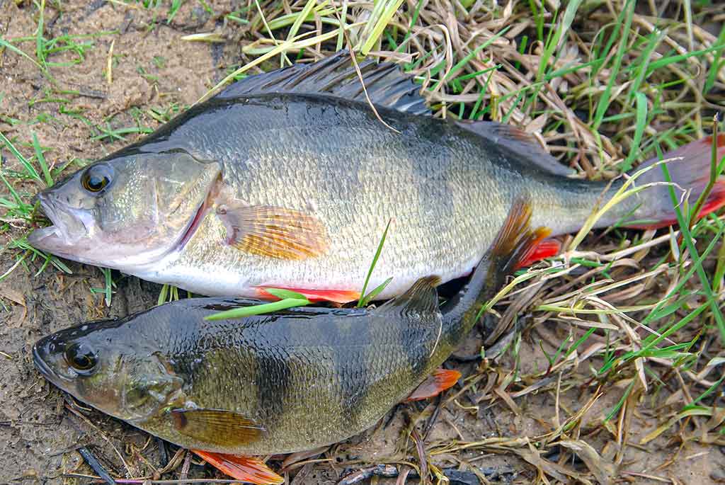 Kaip pagauti prisnūdusį Nevėžio ešerį Kaip pagauti prisnūdusį Nevėžio ešerį