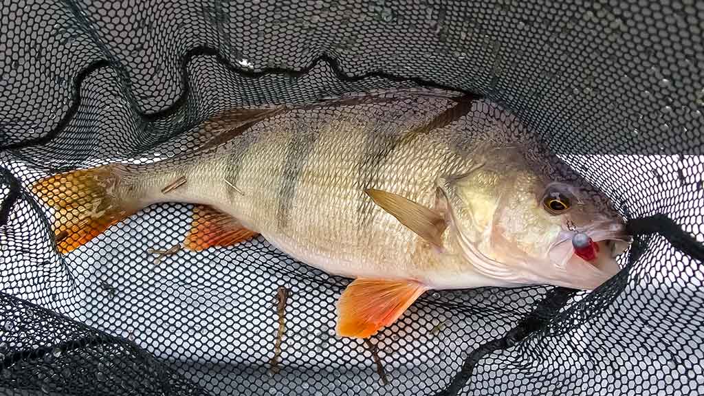 Ešerių žūklė guminukais. Tikrajam rudeniui prasidėjus