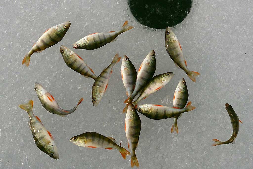 Varžybinis variantas. Pirma dalis