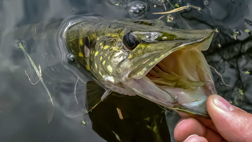 Lydekas – lydekomis. Apie žuvis kanibales