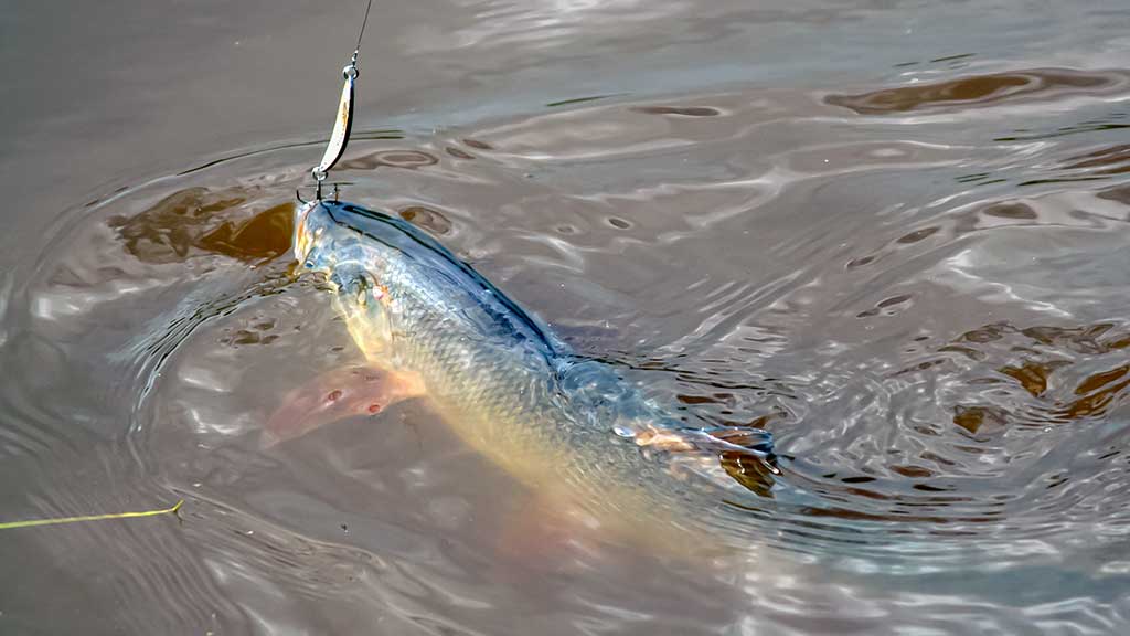 Salatis iš upės vidurio. Pirma dalis