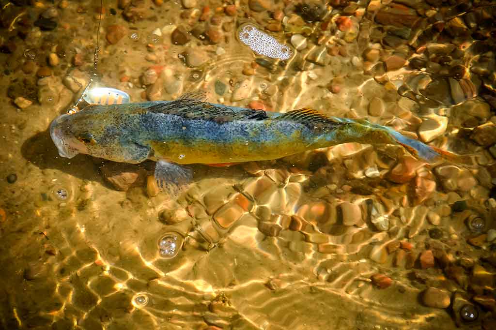 Pavasarinis žuvų „virsmas“ Pavasarinis žuvų „virsmas“