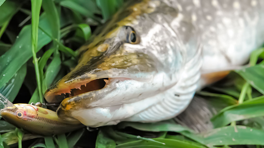 Vidutinio dydžio upės ir lydekų gaudymas