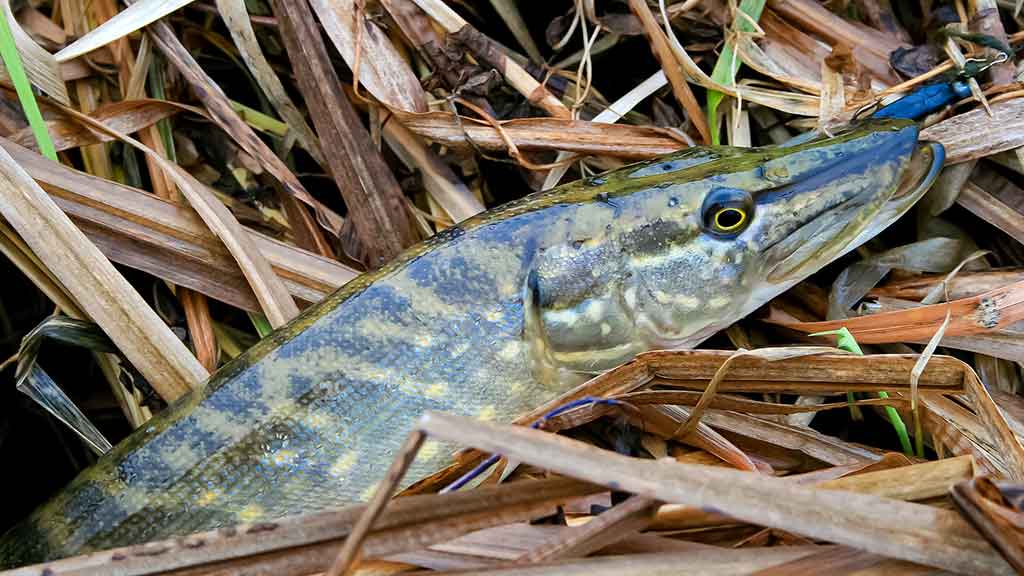 Paslaptingi Dubysos vingiai. Su spiningu – dar įdomiau