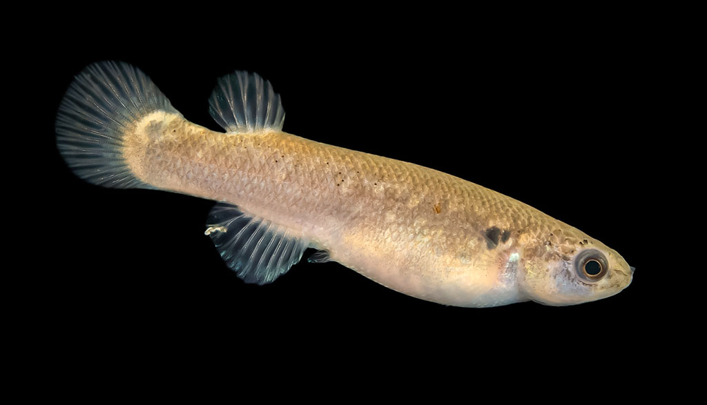 O čia tai bent (39)