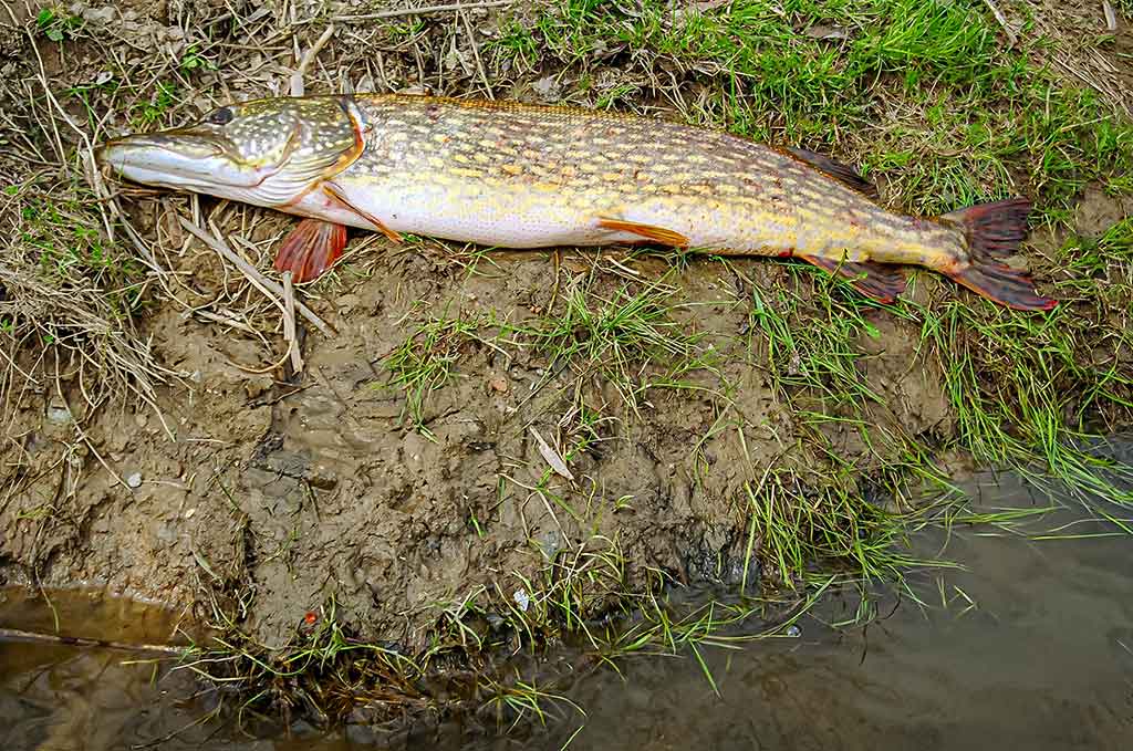Dambologija. Pirma dalis Dambologija. Pirma dalis